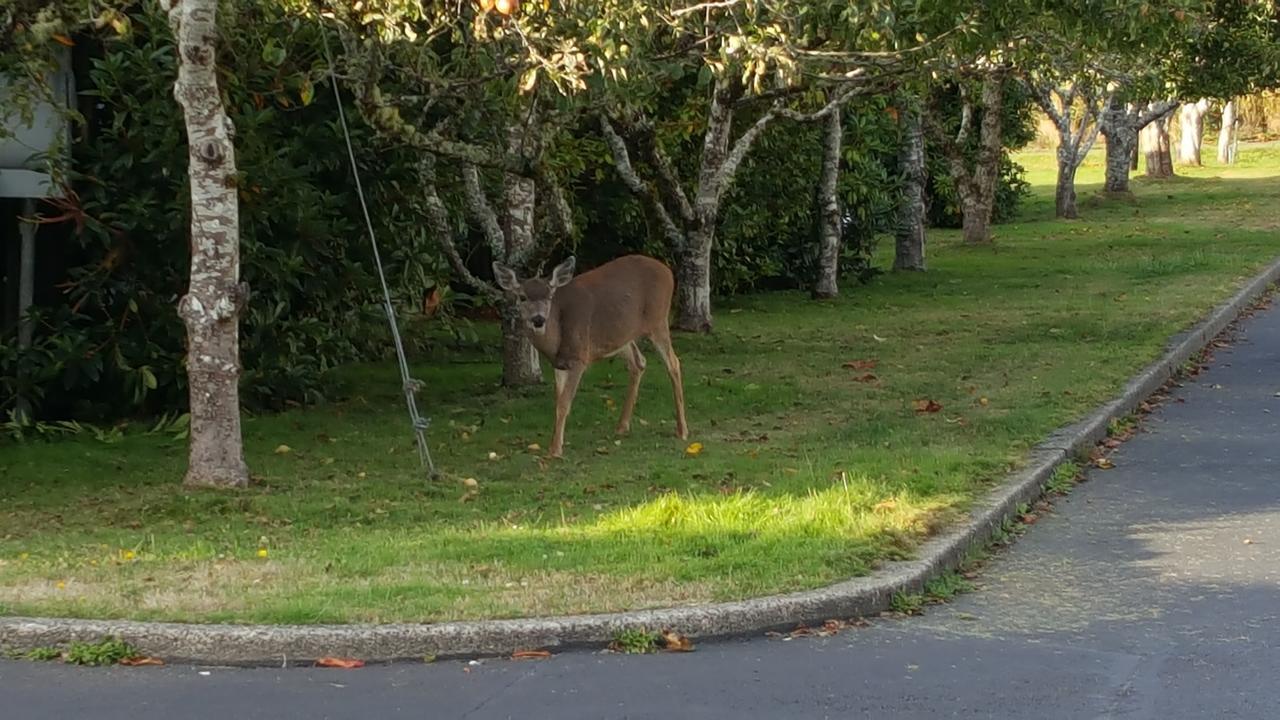 Winchester Bay Inn Reedsport Rum bild